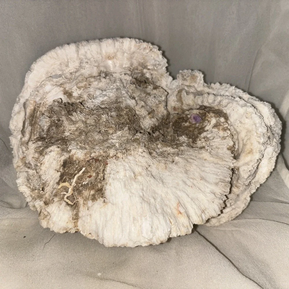 Star Brain Coral Fossil‎ Display/aquarium Decor Piece 6x7x4